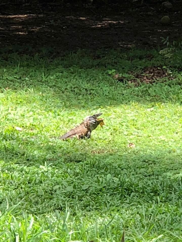 Villa Segura Manuel Antonio, 케포스 외부 사진